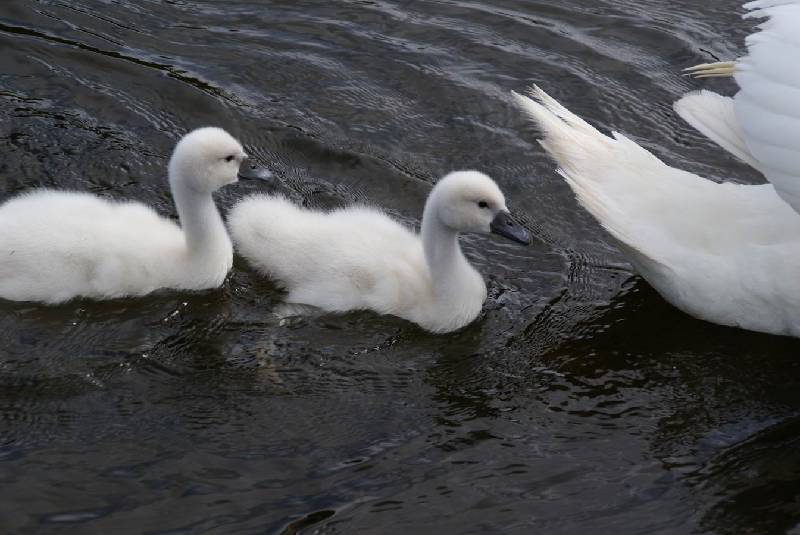 Schwaene auf der Sauer Bild Nr.039
